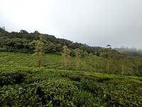 The tea estates of Oothu in KMTR