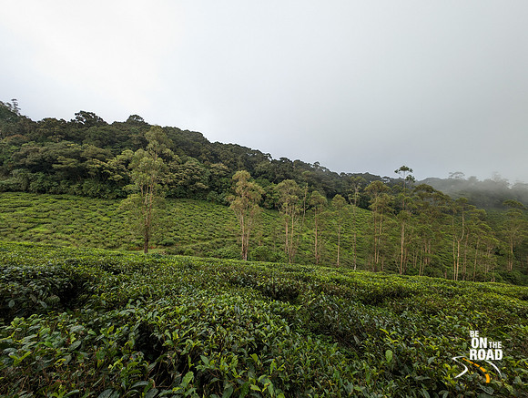 The tea estates of Oothu in KMTR