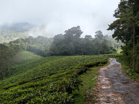 Tea estates, tropical forests and dense mist - All on the forest road between Oothu and Kudrevetty