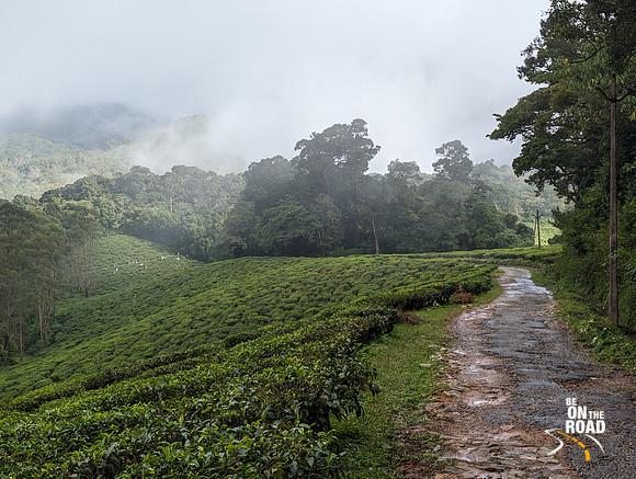 Tea estates, tropical forests and dense mist - All on the forest road between Oothu and Kudrevetty