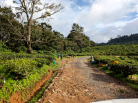 Tea estate workers in action at Oothu