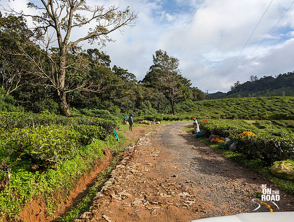 Tea estate workers in action at Oothu