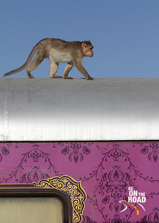 Monkey on train - Badami Railway Station, Karnataka