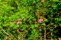 Wild Flowers on the trekking path