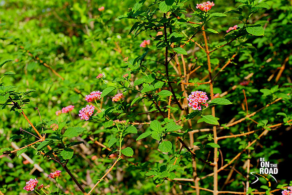 Wild Flowers on the trekking path