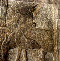 Talakad, MM Hills, Hogennakkal 068