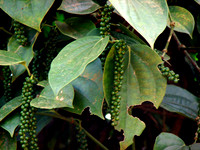 Zoomin in on Black pepper