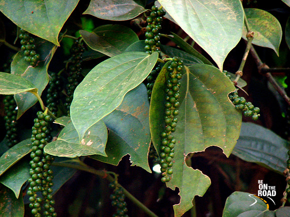 Zoomin in on Black pepper