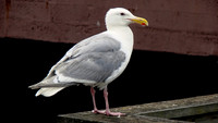 DSC02395