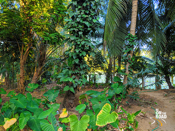 Spices galore behind a traditional Kerala Home at Pullode