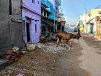 Cows are invited into homes at Kallidaikurichi during Pongal