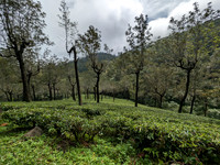 Pretty landscape between Oothu and Kudrevetty, KMTR