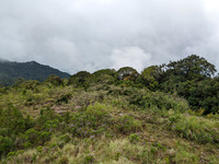 Stunning forest view as seen from Kudrevetty watch tower
