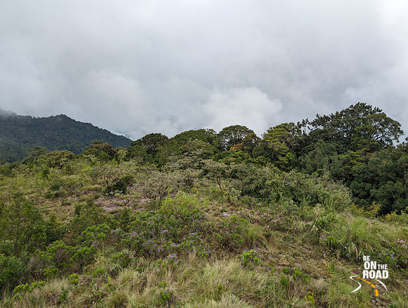 Stunning forest view as seen from Kudrevetty watch tower