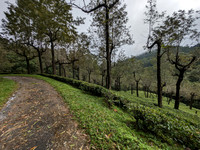 Scenic route between Oothu and Kudrevetty, KMTR