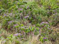 Beautiful blue flowers blooming all over Kudrevetty