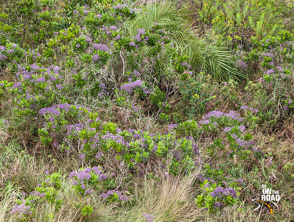 Beautiful blue flowers blooming all over Kudrevetty