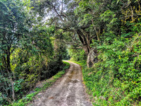 A forest road - Kalakad Mundanthurai Tiger Reserve