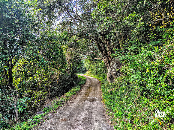 A forest road - Kalakad Mundanthurai Tiger Reserve