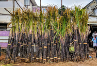 Sugarcane to celebrate Pongal - Kallidaikurichi market, Tamil Nadu