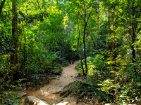 The jungle trail leading to Meenmutty Falls inside Peppara Wildlife Sanctuary