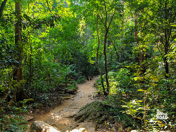 The jungle trail leading to Meenmutty Falls inside Peppara Wildlife Sanctuary
