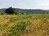 Ragi farms getting ready for harvest