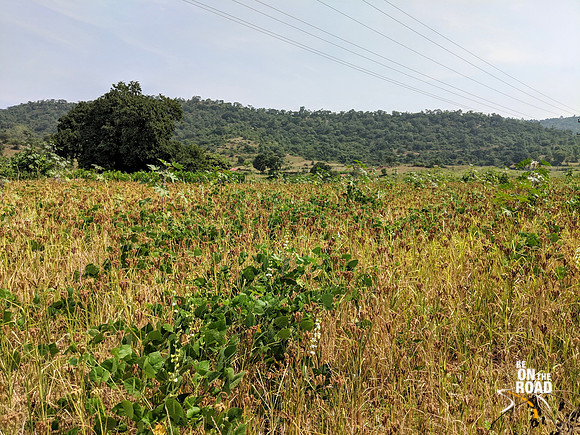 Ragi farms getting ready for harvest