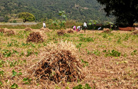 Ragi being harvested near Denkanikota, Tamil Nadu