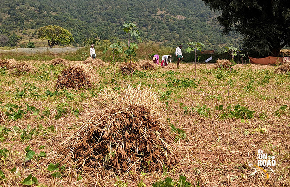 Ragi being harvested near Denkanikota, Tamil Nadu