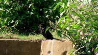 DSC08354