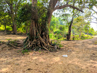A maze of naughty monkeys at Dabbaguli