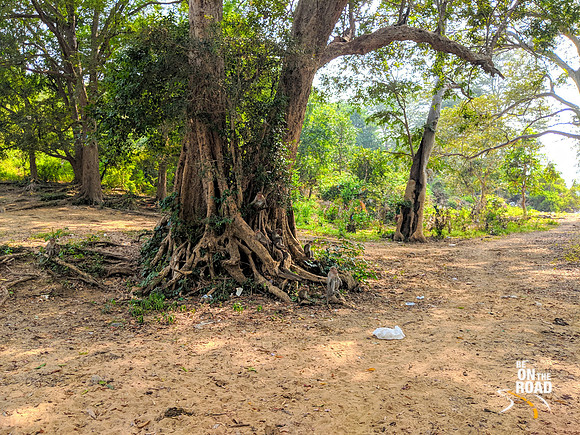 A maze of naughty monkeys at Dabbaguli