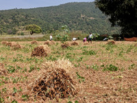 Ragi harvesting near Dabbaguli, Tamil Nadu