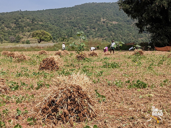 Ragi harvesting near Dabbaguli, Tamil Nadu