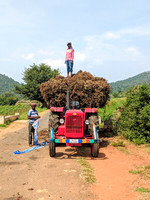 Farmers taking their peanut harvest near Dabbaguli, Tamil Nadu