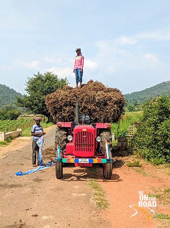 Farmers taking their peanut harvest near Dabbaguli, Tamil Nadu