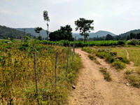 Riding through the mulberry farms of rural Tamil Nadu