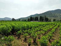 Mulberry farms in rural Tamil Nadu and Karnataka