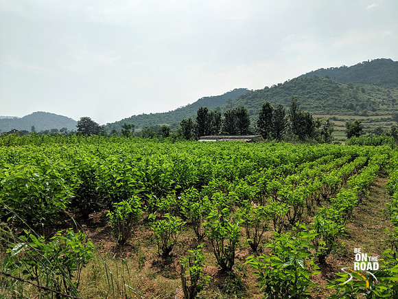 Mulberry farms in rural Tamil Nadu and Karnataka