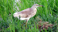 DSC08426