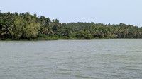Beautiful river of the coconut groves by the Bekal river as seen from the Bekal Village Homestay, Bekal, Kerala