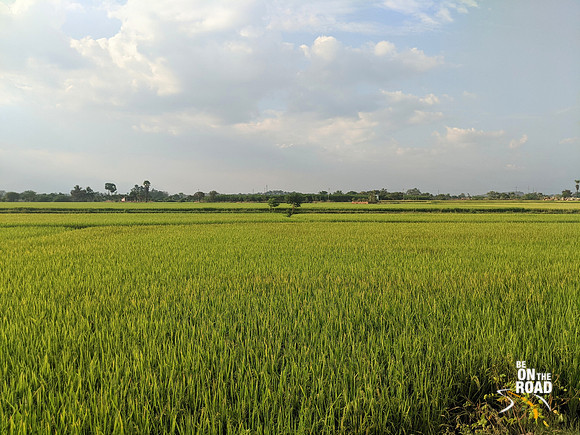 Golden yellow paddy fields near Kallidaikurichi Anaicut