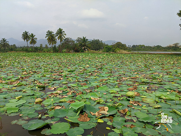 Lotus farm at Vairavikulam