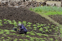 Local lady busy in her vegetable garden at Dorjeeling village, Arunachal Pradesh