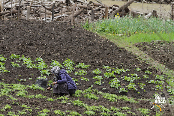 Local lady busy in her vegetable garden at Dorjeeling village, Arunachal Pradesh
