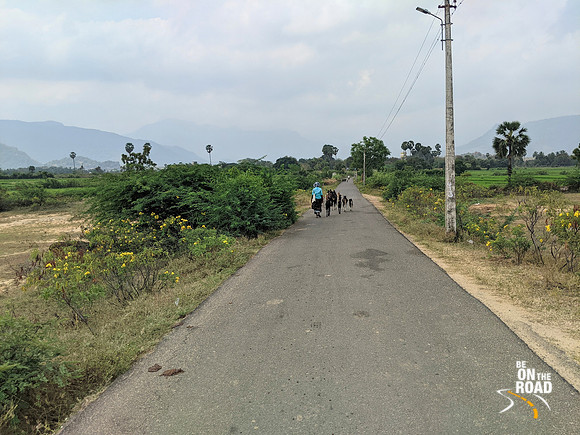 Goats give me company on my cycling route to Manimuthar Dam