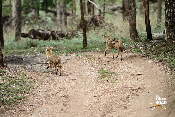 Golden Jackals go for a stroll inside Pench Tiger Reserve