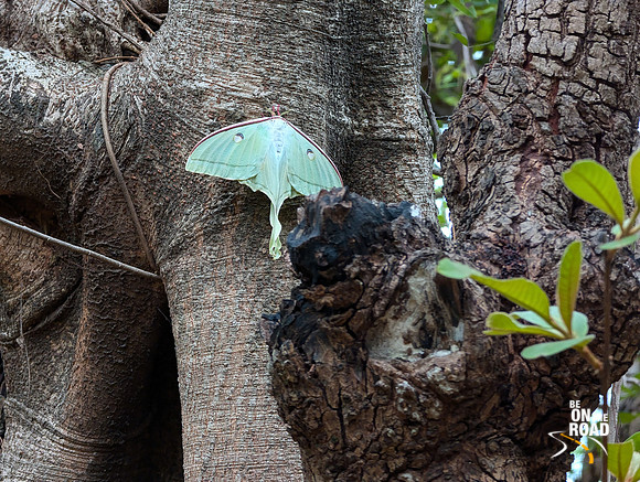 Stunning Luna Moth seen inside the Pench tree lodge property