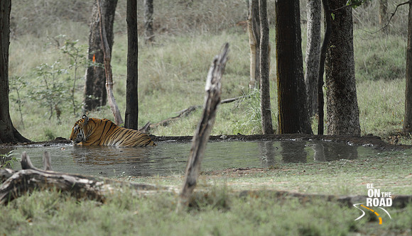 Swastik, the large male tiger of Pench Tiger Reserve cools down and drinks water at a shaded pool